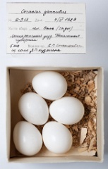 eggs_museum_Coracias_garrulus201009271303