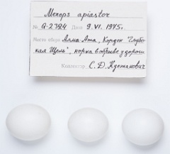 eggs_apart_Merops_apiaster201009271148