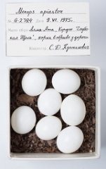 eggs_museum_Merops_apiaster201009271146