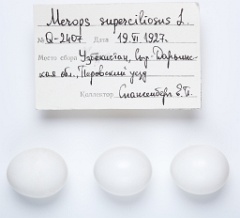 eggs_apart_Merops_superciliosus201009271159