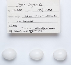 eggs_apart_Jynx_torquilla201009271400