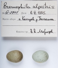 eggs_apart_Eremophila_alpestris201009271644