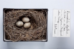 eggs_museum_Eremophila_alpestris201009271638