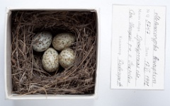 eggs_museum_Melanocorypha_leucoptera201009271548