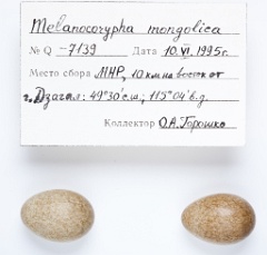 eggs_apart_Melanocorypha_mongolica201009271531
