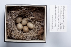 eggs_museum_Melanocorypha_mongolica201009271530