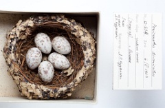 eggs_museum_Pericrocotus_divaricatus201010041735