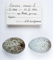 eggs_apart_Corvus_corax201009291538