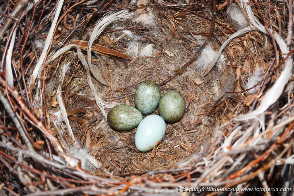 nest150417-2_Corvus_cornix_2015_0418_0926-3.jpg - Гнездо. Ворона серая, Corvus cornix. The nest of the Hooded Crow in nature.