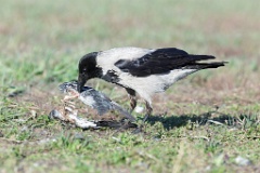 birds_feeding_Corvus_cornix2014_0422_1553-14