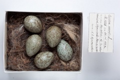 eggs_museum_Corvus_cornix201009291432