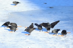 birds_feeding_Corvus_monedula_2012_0128_1406-4