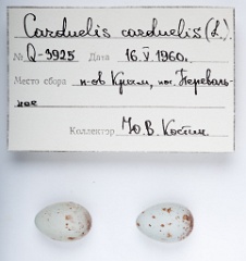 eggs_apart_Carduelis_carduelis201010061825