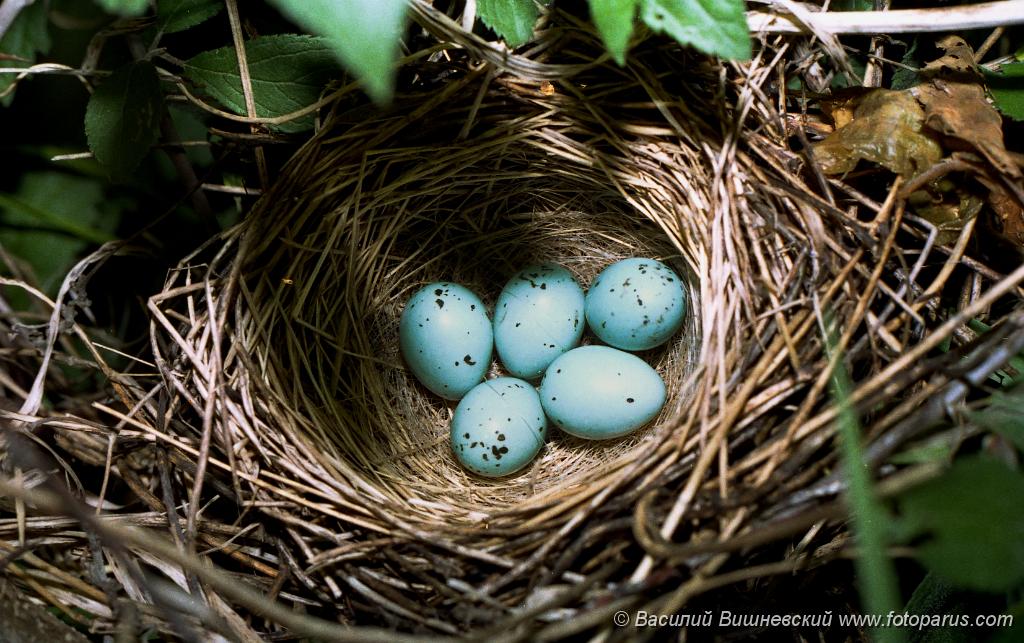 eggs_nature_Carpodacus_erythrinus201009082238.jpg - Рязанская область, Пронский район, деревня Денисово.