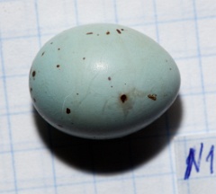 eggs_apart_Carpodacus_erythrinus201001041610