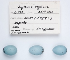 eggs_apart_Carpodacus_erythrinus201010041421