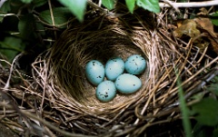 eggs_nature_Carpodacus_erythrinus201009082238