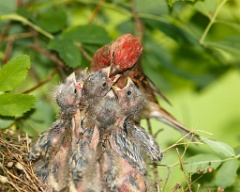 nest_with_bird_Carpodacus_erythrinus201006181016-1
