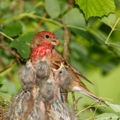 nest_with_bird_Carpodacus_erythrinus201006181016-2