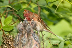 nest_with_bird_Carpodacus_erythrinus201006181016