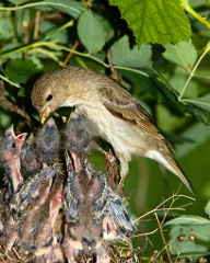 nest_with_bird_Carpodacus_erythrinus201006181056-1