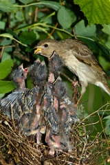 nest_with_bird_Carpodacus_erythrinus201006181056