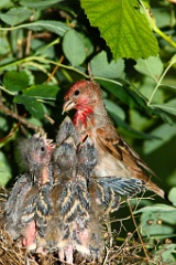 nest_with_bird_Carpodacus_erythrinus201006181101-2