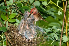 nest_with_bird_Carpodacus_erythrinus201006181239