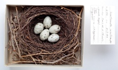eggs_museum_Coccothraustes_coccothraustes201010041304