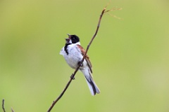 bird_singing_Emberiza_schoeniclus_2012_0531_1025