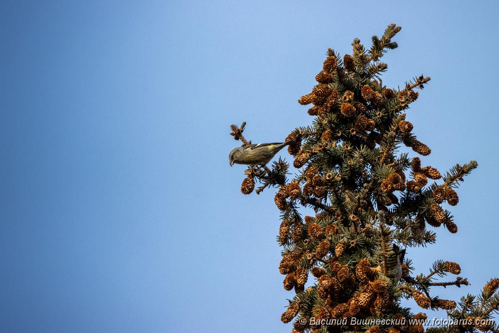 Loxia_leucoptera_2019_1124_1254.jpg - Клест белокрылый. Two-barred Crossbill (Loxia leucoptera). Moscow