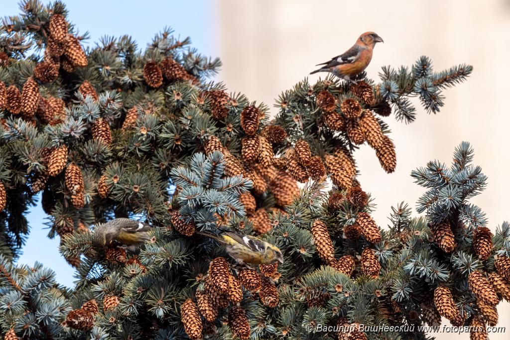 Loxia_leucoptera_2019_1124_1410-2.jpg - Клест белокрылый. Two-barred Crossbill (Loxia leucoptera). Moscow