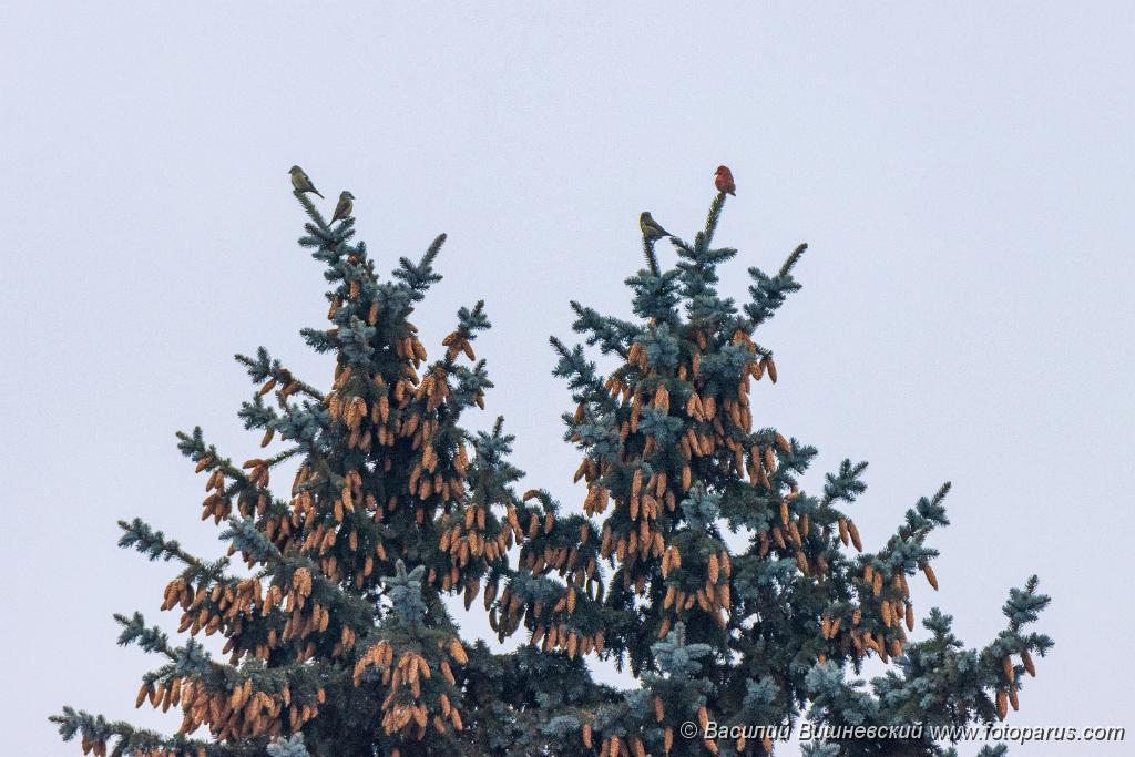 Loxia_leucoptera_2019_1215_1153.jpg - Клест белокрылый. Two-barred Crossbill (Loxia leucoptera). Клест-еловик. Crossbill (Loxia curvirostra). Moscow