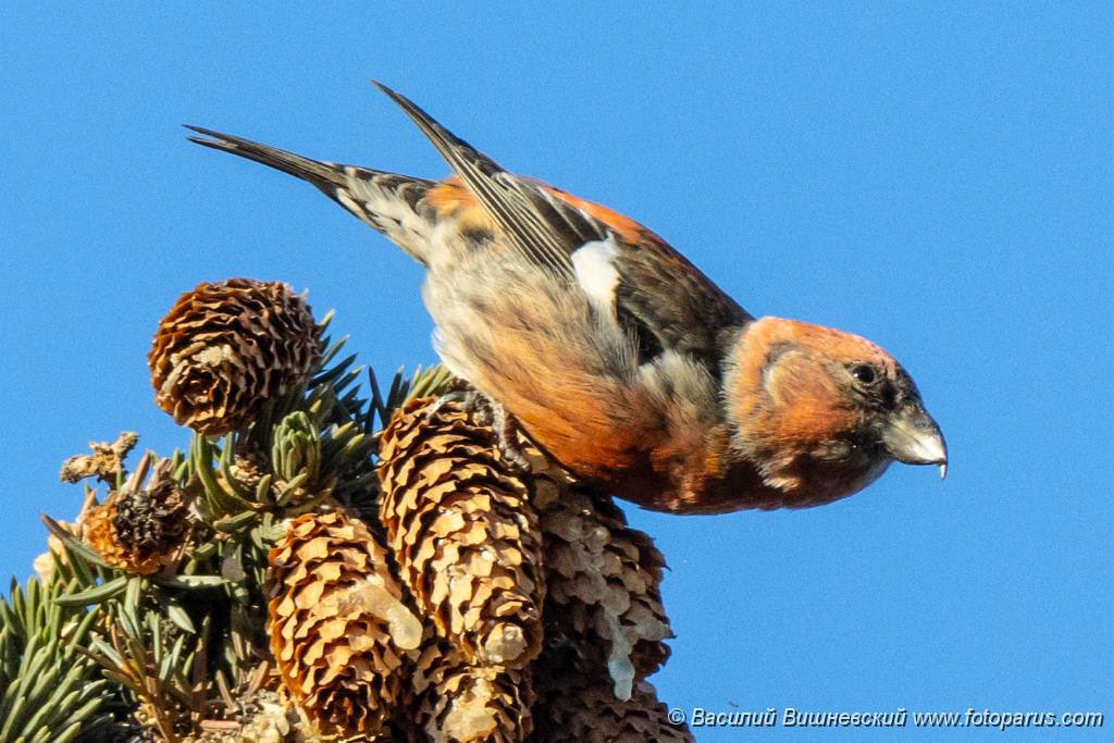 album_cover_Loxia_leucoptera_2019_1123_1033.jpg - Клест белокрылый. Two-barred Crossbill (Loxia leucoptera). Moscow