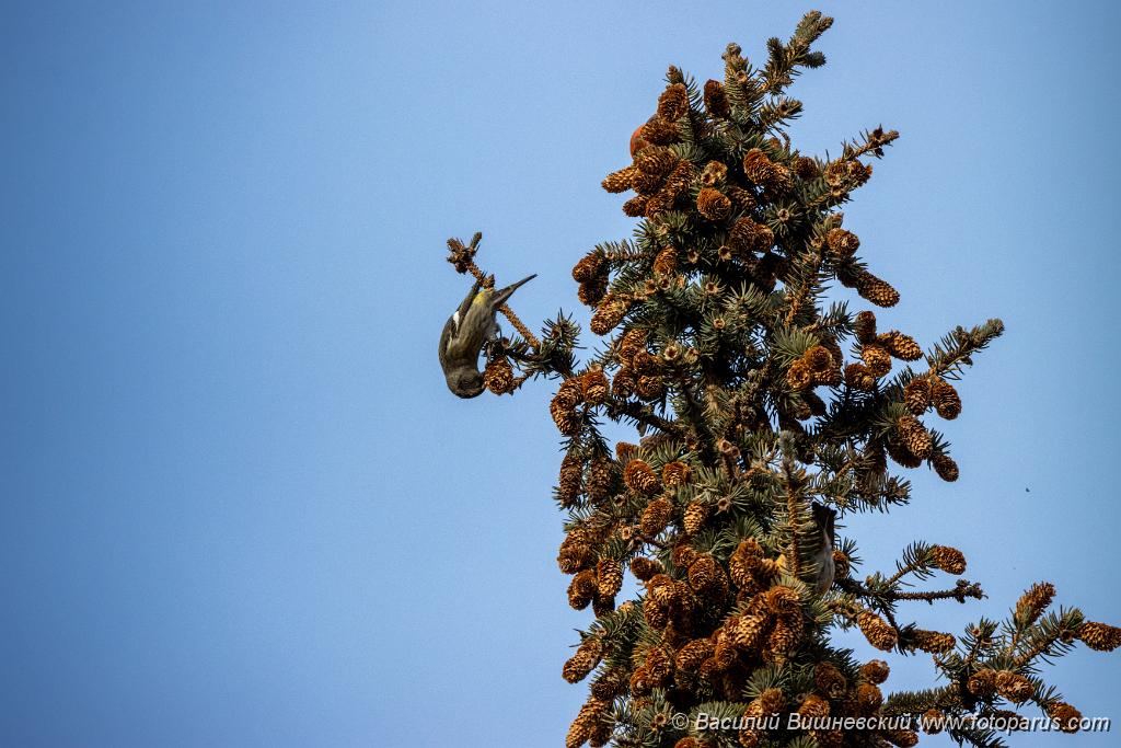 bird_female_Loxia_leucoptera_2019_1124_1254-2.jpg - Клест белокрылый. Two-barred Crossbill (Loxia leucoptera). Moscow
