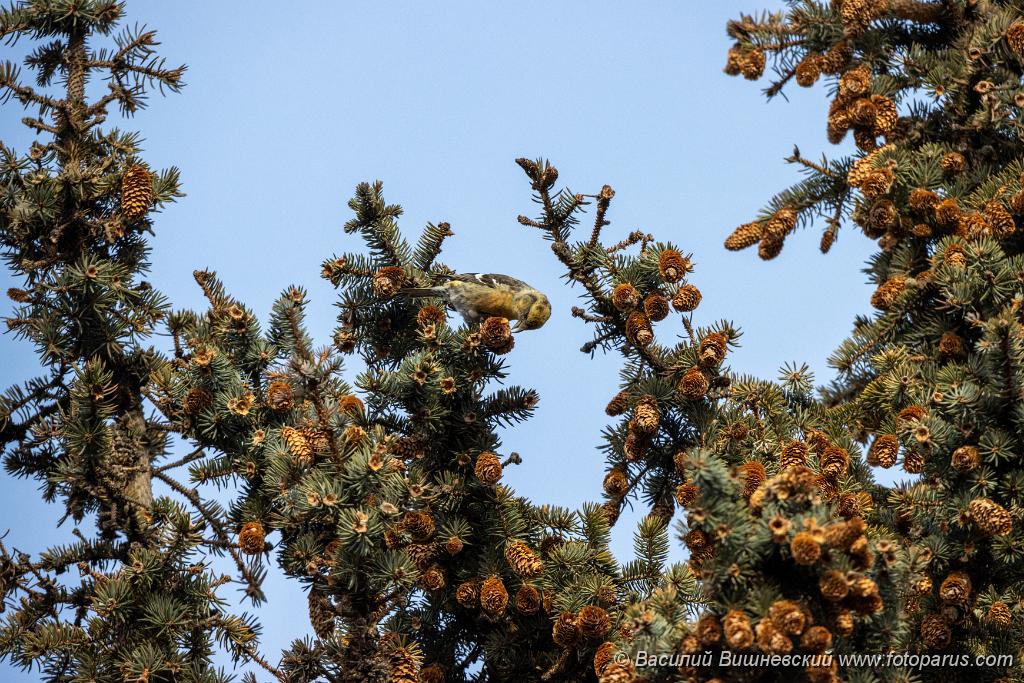 bird_female_Loxia_leucoptera_2019_1124_1256-2.jpg - Клест белокрылый. Two-barred Crossbill (Loxia leucoptera). Moscow