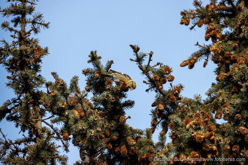 bird_female_Loxia_leucoptera_2019_1124_1256.jpg - Клест белокрылый. Two-barred Crossbill (Loxia leucoptera). Moscow