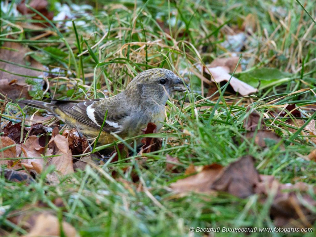 bird_female_Loxia_leucoptera_2019_1124_1537.jpg - Клест белокрылый. Two-barred Crossbill (Loxia leucoptera). Moscow