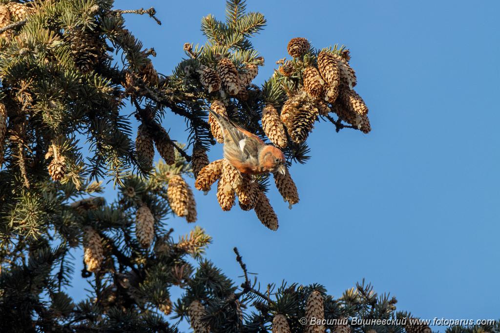 bird_male_Loxia_leucoptera_2019_1123_1036.jpg - Клест белокрылый. Two-barred Crossbill (Loxia leucoptera). Moscow