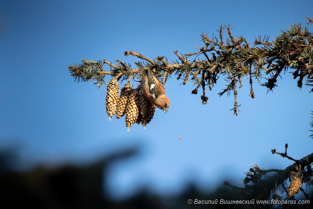 bird_male_Loxia_leucoptera_2019_1123_1140.jpg - Клест белокрылый. Two-barred Crossbill (Loxia leucoptera). Moscow