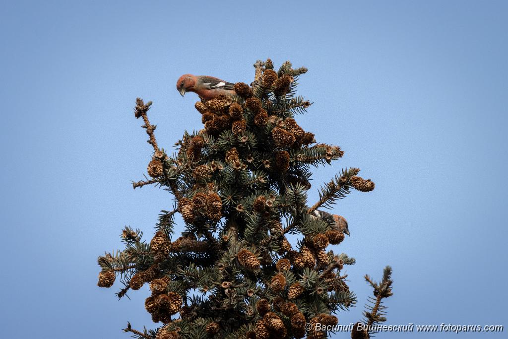 bird_male_Loxia_leucoptera_2019_1124_1253.jpg - Клест белокрылый. Two-barred Crossbill (Loxia leucoptera). Moscow