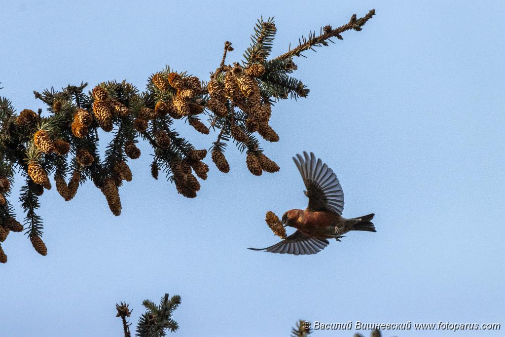 birds_flying_Loxia_leucoptera_2019_1124_1243.jpg - Клест белокрылый. Two-barred Crossbill (Loxia leucoptera). Moscow
