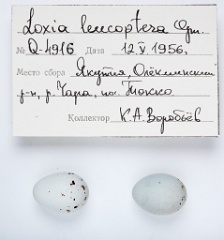 eggs_apart_Loxia_leucoptera201010121336