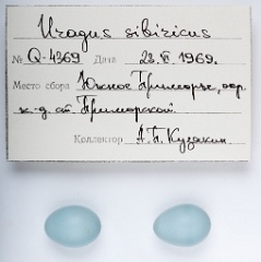 eggs_apart_Uragus_sibiricus201010061817