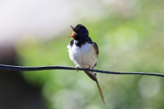 bird_singing_Hirundo_rustica_2012_0614_1652
