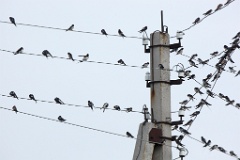 birds_flock_Hirundo_rustica_2012_0819_0847-2