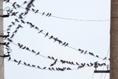 birds_flock_Hirundo_rustica_2012_0819_0847
