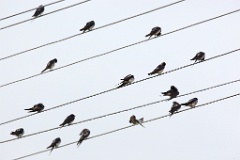 birds_flock_Hirundo_rustica_2012_0819_0850