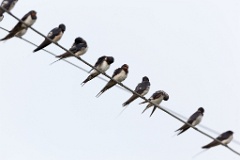 birds_flock_Hirundo_rustica_2012_0819_0900