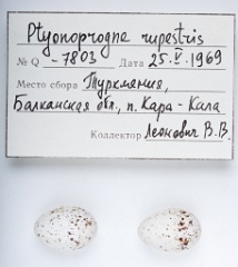 eggs_apart_Ptyonoprogne_rupestris201010211706